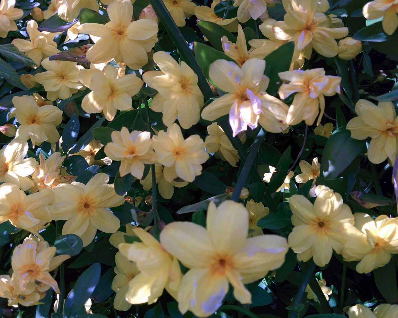 Jasminum mesnyi (= Jasminum primulinum)